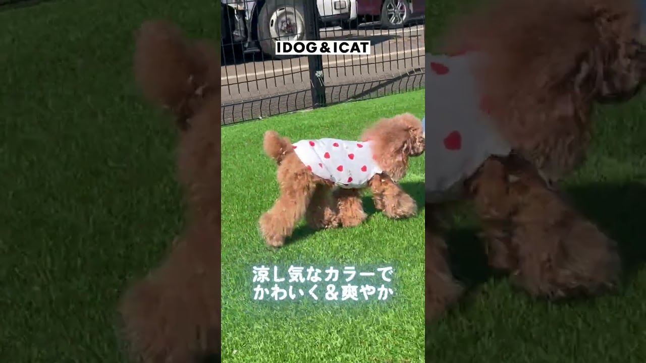 iDog fleur COOL ME+MOSCAPE ハートフリルタンク 冷感 ひんやり 防蚊 アイ