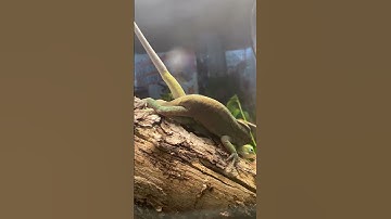 Green Anoles mating part 2 #greenanole #lizards #love