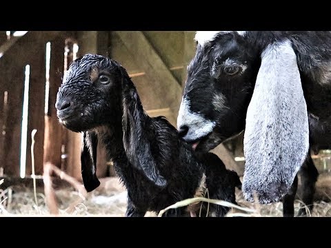 more-baby-goats-born-on-the-farm!