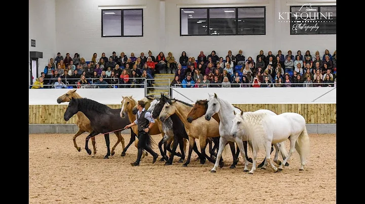 Atkinson Action Horses - Beauty