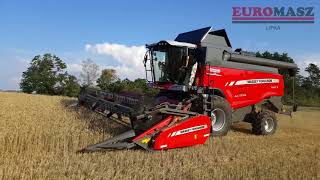 Massey Ferguson Activa 7347 S - Żniwa 2018 - Euromasz Lipka