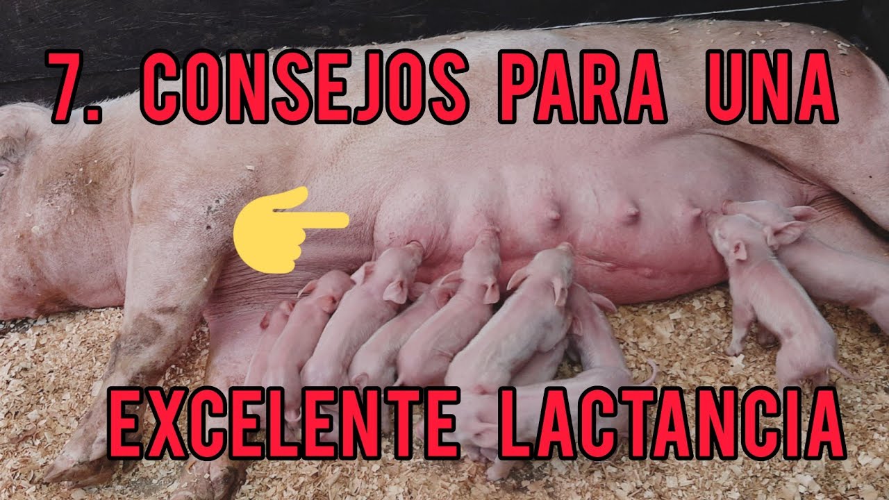 mi cerda no tiene leche