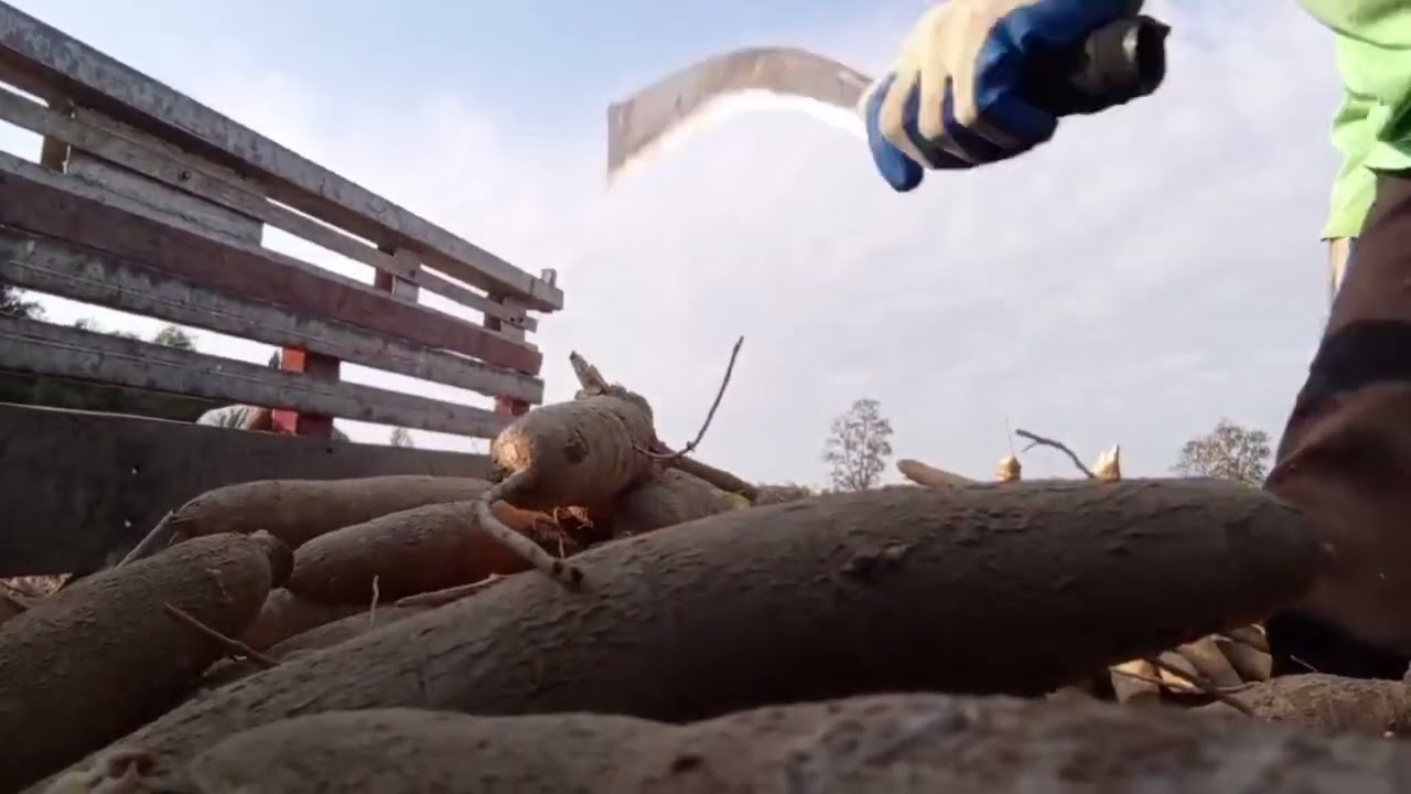 กู้มันหน้าแล้ง 2569 แป้ง 31 เปอร์เซ็นต์