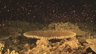 奄美大島でサンゴ産卵 海はピンクの彩りに