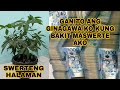 GANITO ANG GINAWA KO SA AKING MONEY TREE PARA ANG SWERTE AY TULOY TULOY