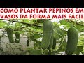 Como plantar PEPINO em Vasos da Forma mais fácil que existe!