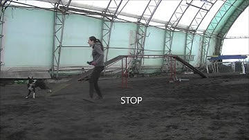 Running & Stopped Dogwalk Running Contact Online Class www.agilityrunningcontacts.com