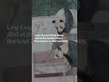 Why are the giant pandas leaving the DC Zoo? #shorts