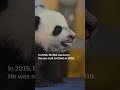 Why are the giant pandas leaving the DC Zoo? #shorts