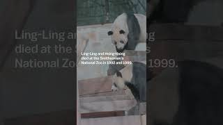 Why Are The Giant Pandas Leaving The Dc Zoo? #Shorts