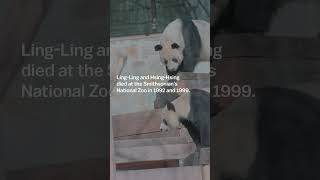 Why are the giant pandas leaving the DC Zoo? #shorts