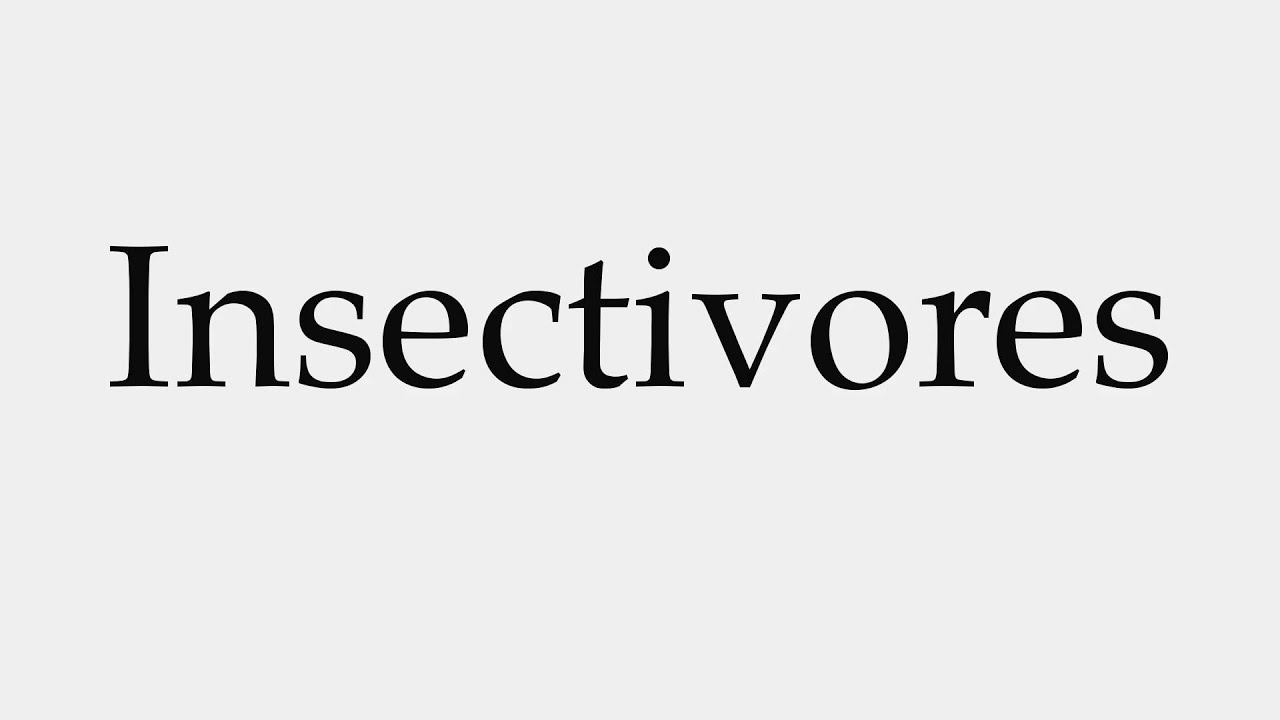 How to Pronounce Insectivores YouTube