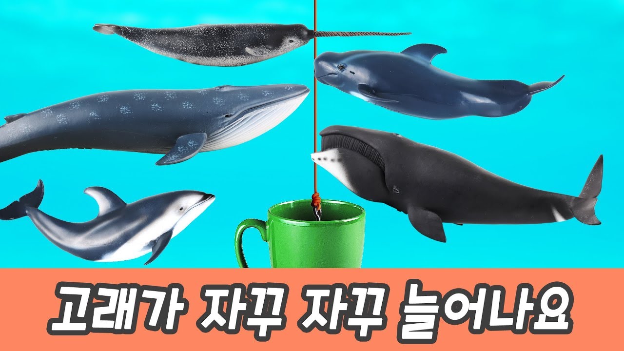 한국어ㅣ고래가 자꾸 자꾸 늘어나요!! 어린이 숫자공부, 고래 이름 맞추기, 한글공부, 컬렉타 #139ㅣ꼬꼬스토이