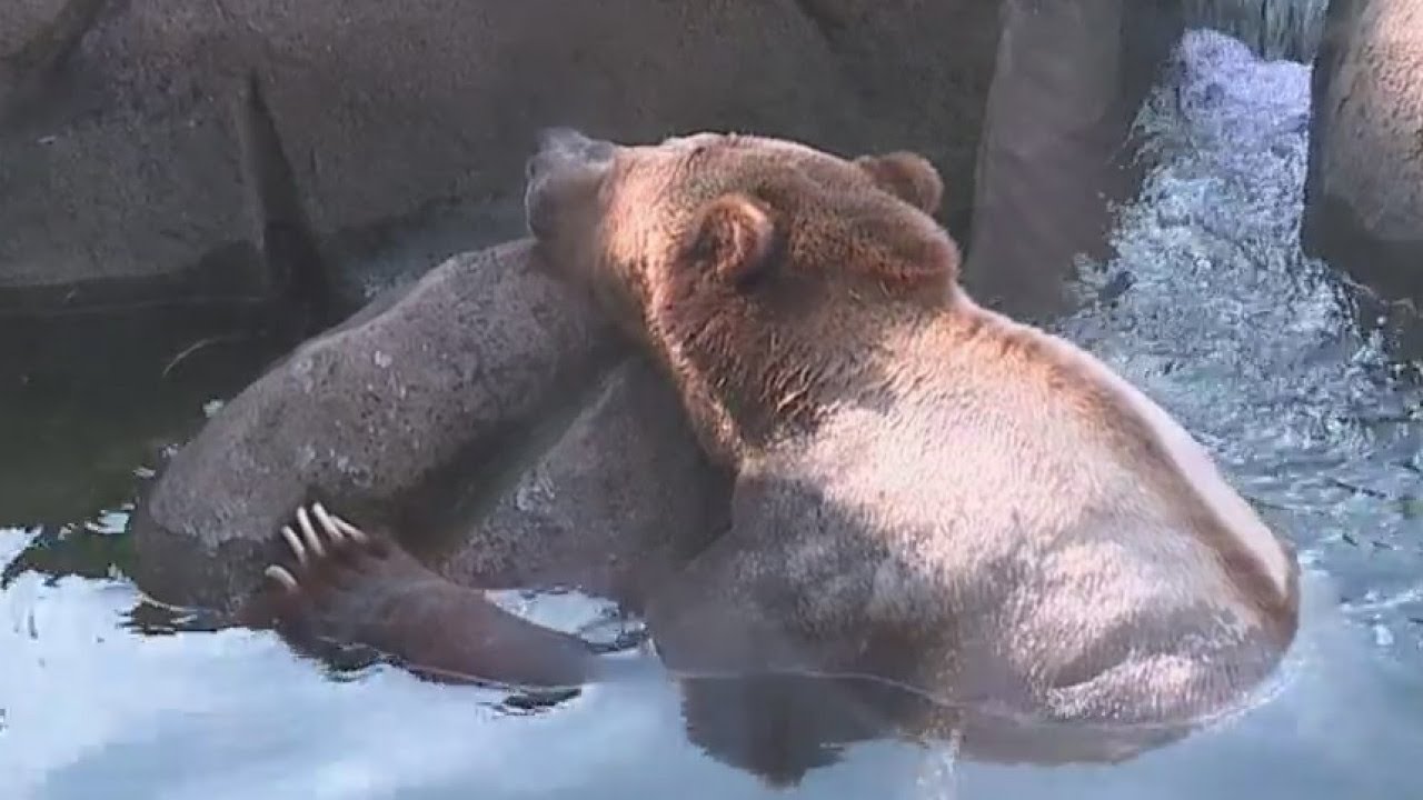Grizzly bear gets home makeover at North Carolina Zoo - YouTube
