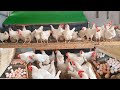 Full 180 days raise chicken for eggs  chicken farm  poultry farming