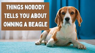 Beagle Facts That Owners Don't Tell You