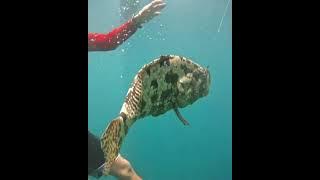 Pemasangan pancing rawe & pengangkatan ikan dibantu menyelam #seeyouagain #despacito #luisfonsi