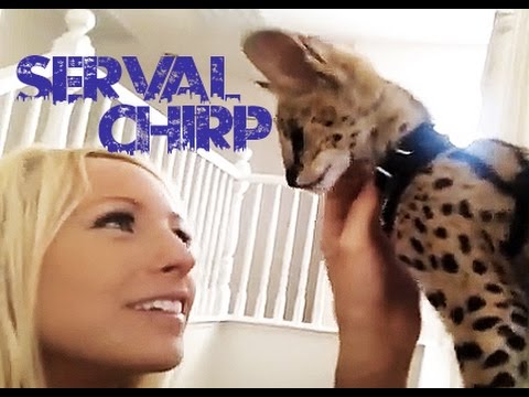 Serval Chirp So Cute!!