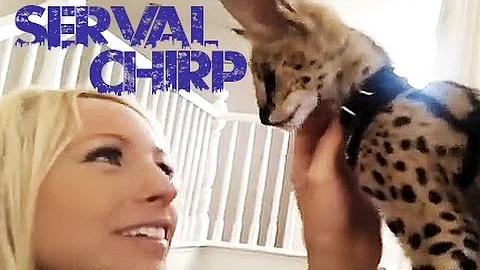 Video 1001571: serval kitten, cute serval, kitten show