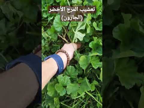 لازم تعشب المرج الأخضر