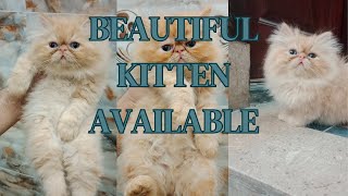 Don't miss a chance  || Very beautiful kitten || Persian golden kittens 😻😻😙 by persian cat Gujranwala 817 views 3 months ago 8 minutes, 26 seconds