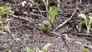 野鳥:アオジ 20100510-2(7D)