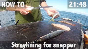 How To: Straylining for Snapper & 30lb Catch!