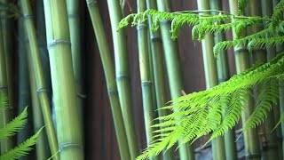 Donate
https://www.paypal.com/cgi-bin/webscr?cmd=_s-xclick&hosted_button_id=6dq5wbcylegtn&source=url
the delicate fluttering leaves of bamboo, mist and c...