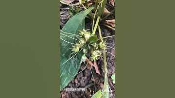 Hồi đầu thảo: Tacca plantaginea