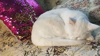 The cat sleeps sweetly by Fantastic variety of nature 160 views 3 weeks ago 1 minute, 5 seconds