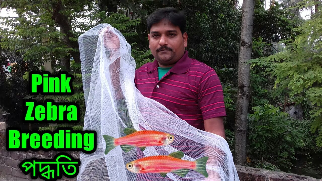 How To Breed Zebra Danio / Pink Zebra Fish YouTube