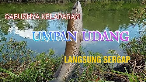 mancing gabus pakai umpan udang ternyata ampuh dan jitu.