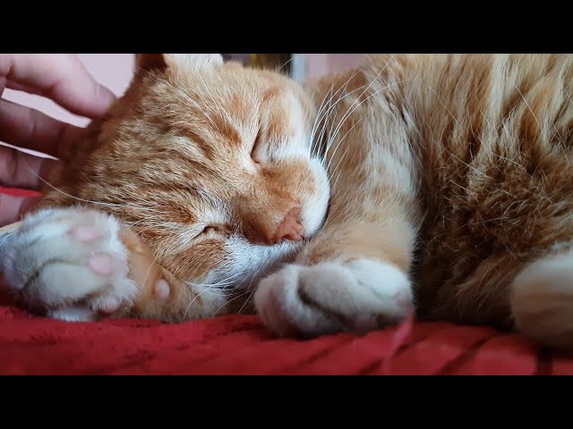 ASMR Sleepy Cat Purring