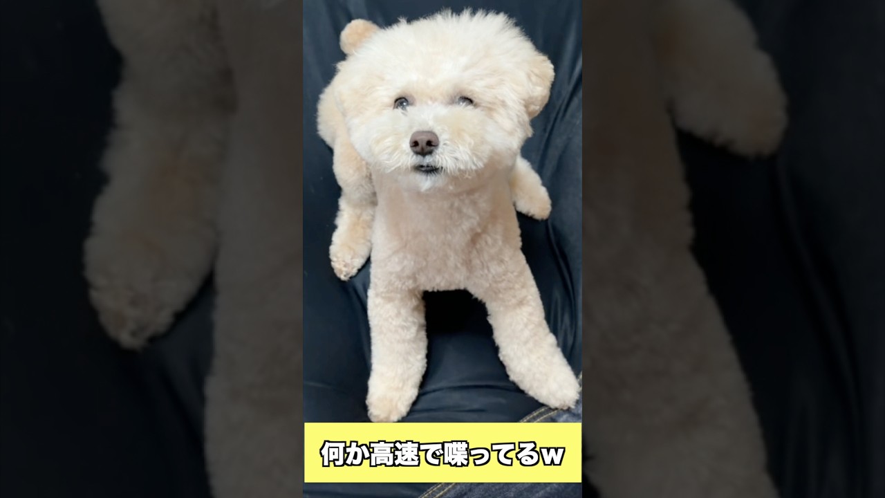 高速で何かを喋りかける愛犬ｗ ”My Dog Talking at Lightning Speed Before Playtime 😂” #トイプードル #犬のいる生活