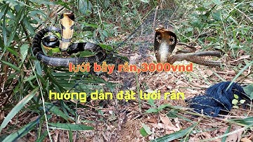 hướng dẫn đặt lưới bắt rắn