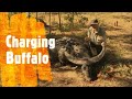 Buffalo Charge, Australian Water Buffalo, Guided Hunt Australia, Northern Territory