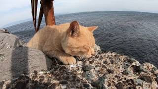 【猫島】強風が吹く中、マイペースな猫が海の岸壁でお昼寝する