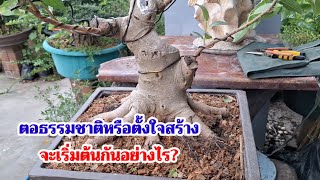 ☝️☘️เริ่มต้นจากตอ จะไปต่ออย่างไรดี?สร้างบอนไซจากตอธรรมชาติ เยาวชนคนรุ่นใหม่และนักสร้างสรรค์ทุกท่าน