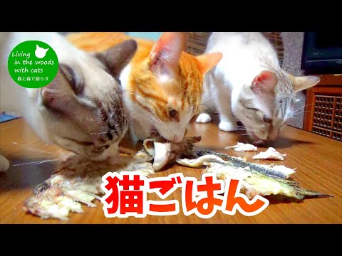 【猫ごはん】骨を噛み砕くボリボリ音がスゴイ！【見る咀嚼音】