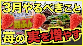 【家庭菜園のイチゴ】3月にやるべきこと,管理方法と注意点【追肥,古い葉を取る,人工授粉】