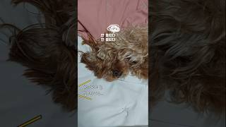 귀 환기 되라고 귀뚜껑 열어줬더니 골드독의 반응이 기가 막히네,사람인가?(음원출처:sbs동물농장) #귀여운강아지 #동물농장 #애견영상 #반려견 #말티푸 #유기견입양 #제리