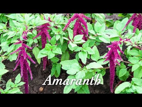 Video: Growing Amaranth: Wie man Amaranth-Pflanzen anbaut