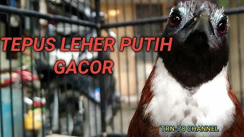 TEPUS LEHER PUTIH GACOR