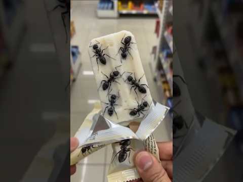 Which Ice Cream Would You Buy For Your Friend ? 😅 #shorts #shortvideo
