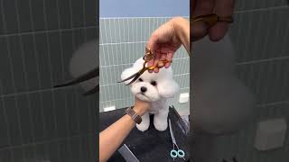 DOG GROOMING SKILL   #PETS #dog #cutepuppy #shorts