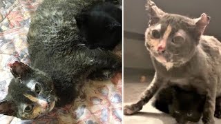 Barn On Fire, But Brave Mama Cat Darts In To Save Her Kitten. by Watchjojo Animals 831 views 2 years ago 2 minutes, 56 seconds