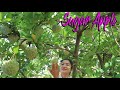 Pick Sugar Apple / Have You Ever Grown Sugar Apple At Your Place? / Prepare By Countryside Life TV