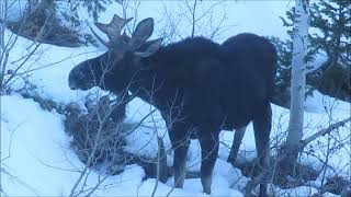 Two bull moose, Mill B South, Lake  Blanche Trail, Big Cottonwood Canyon, Utah, 7 December 2020