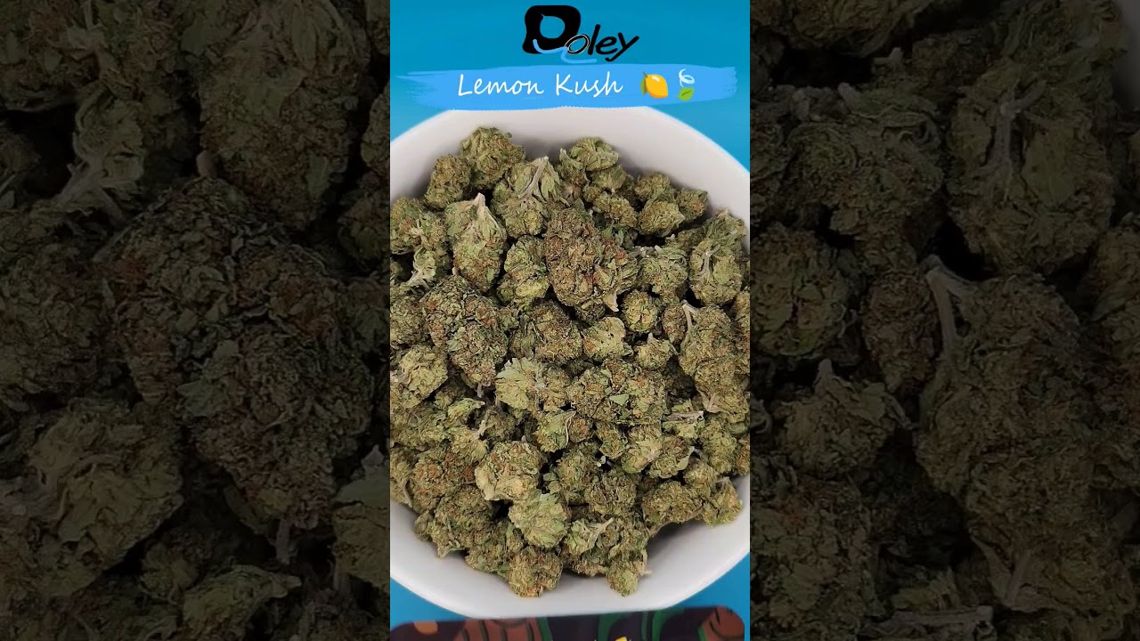 Lemon Kush  🍋🍃