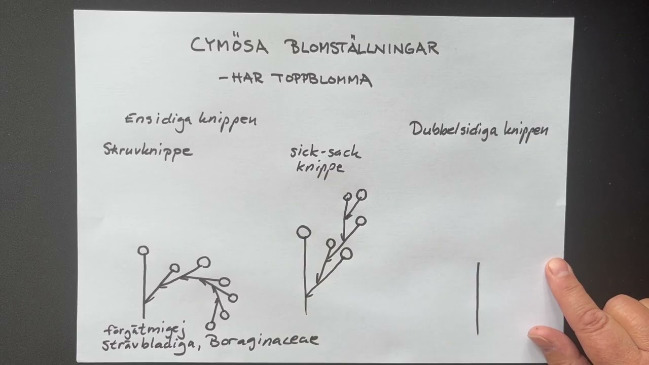Blomställningar II:  Cymösa blomställningar